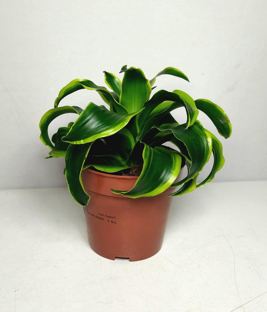Dracaena Comp Tornado