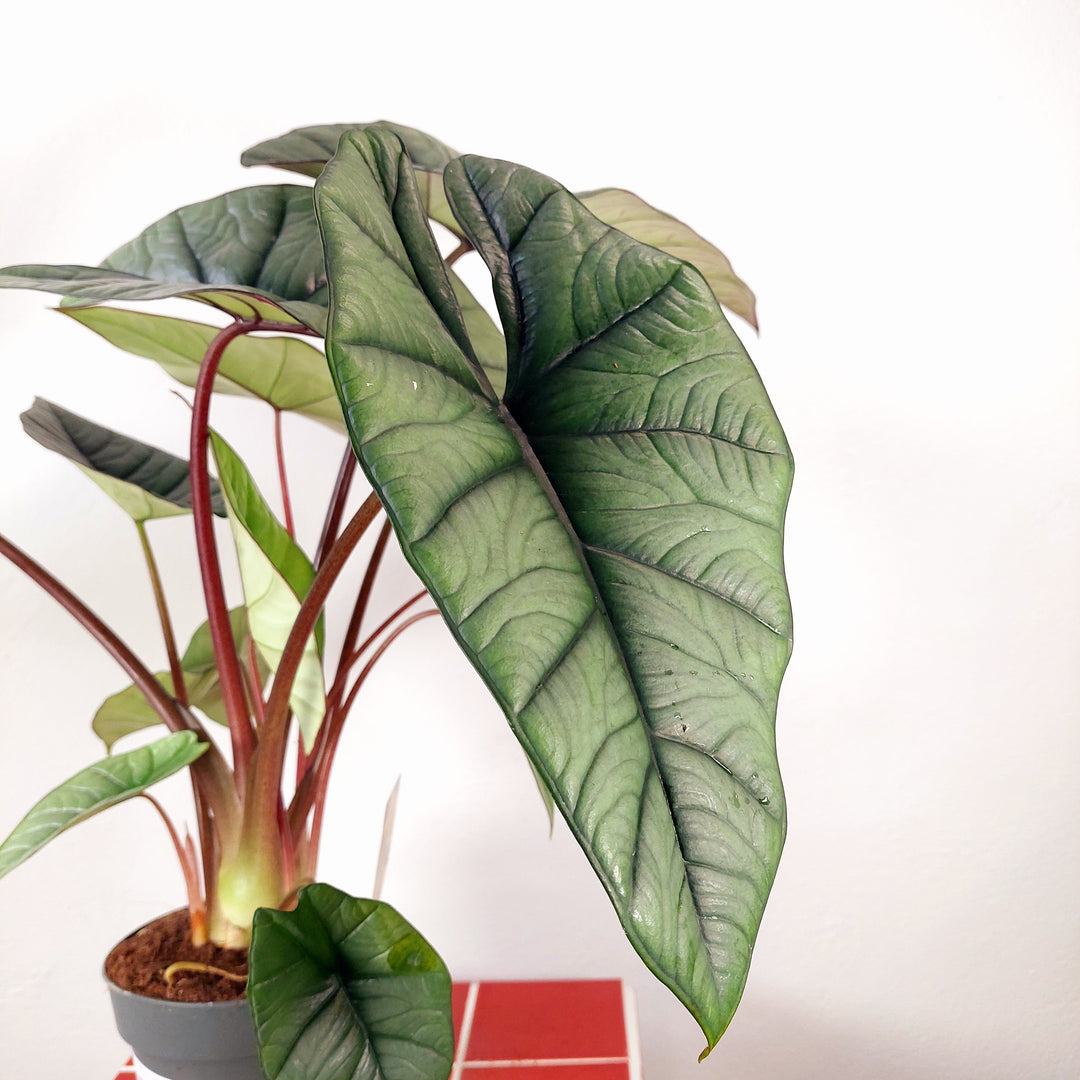 Alocasia Platinum