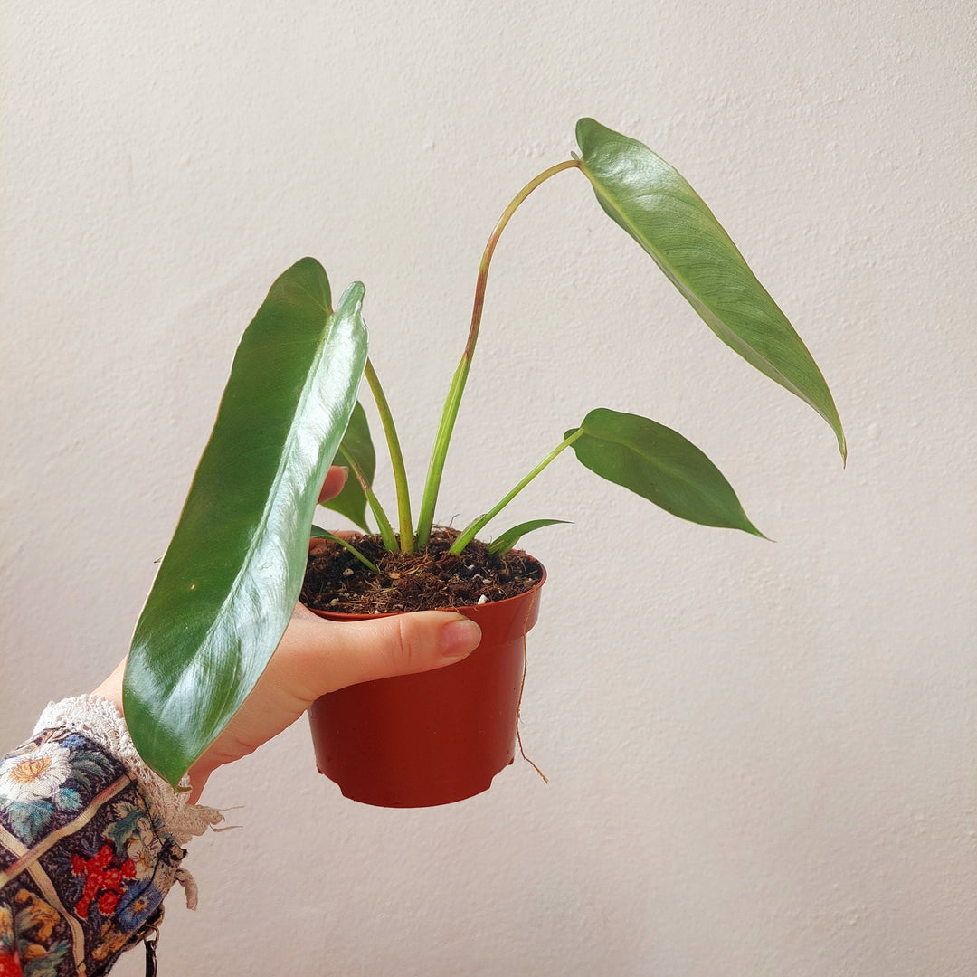 Philodendron spiritus-sancti