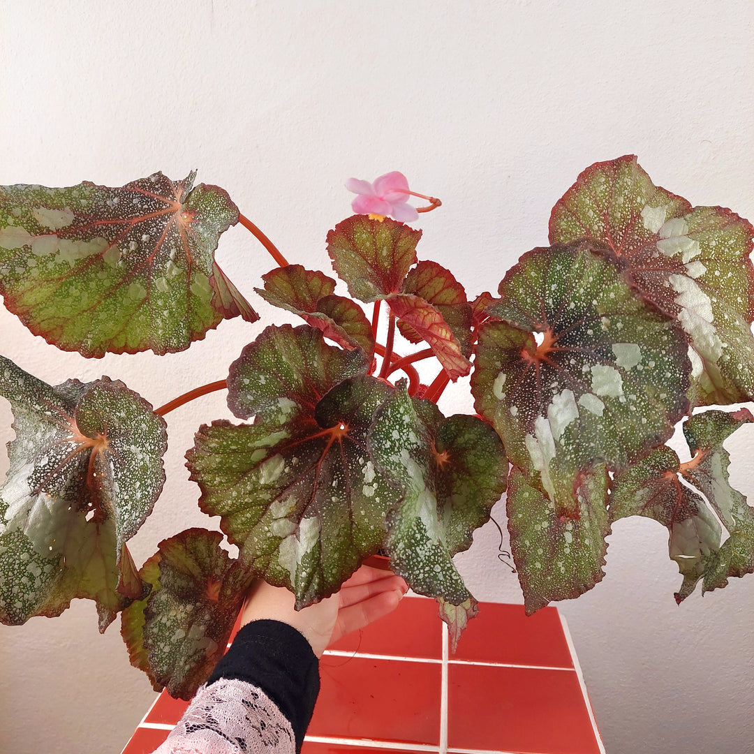 Begonia ‘Speckled’