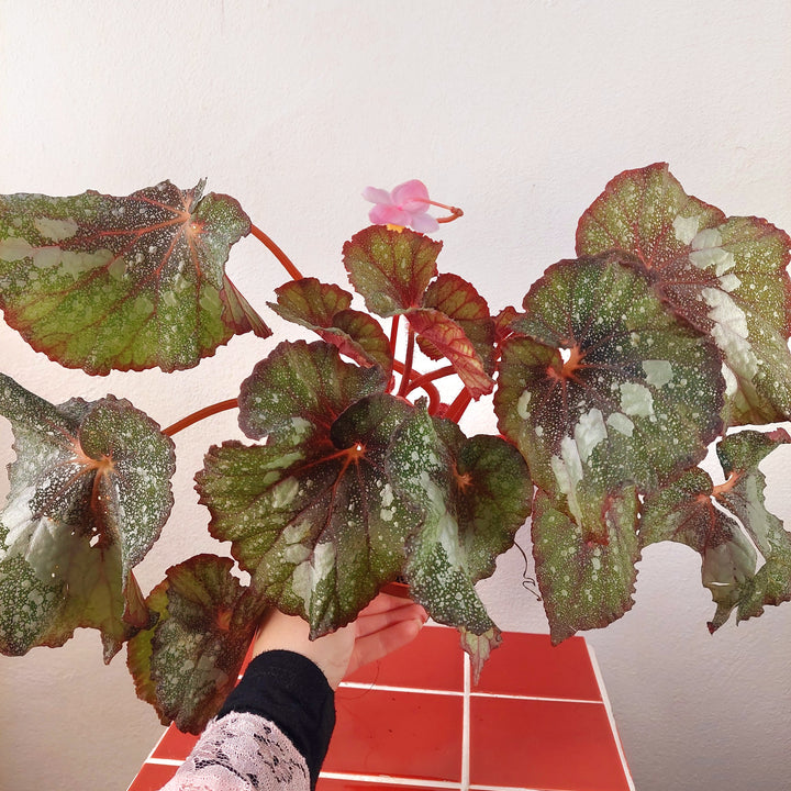 Begonia ‘Speckled’