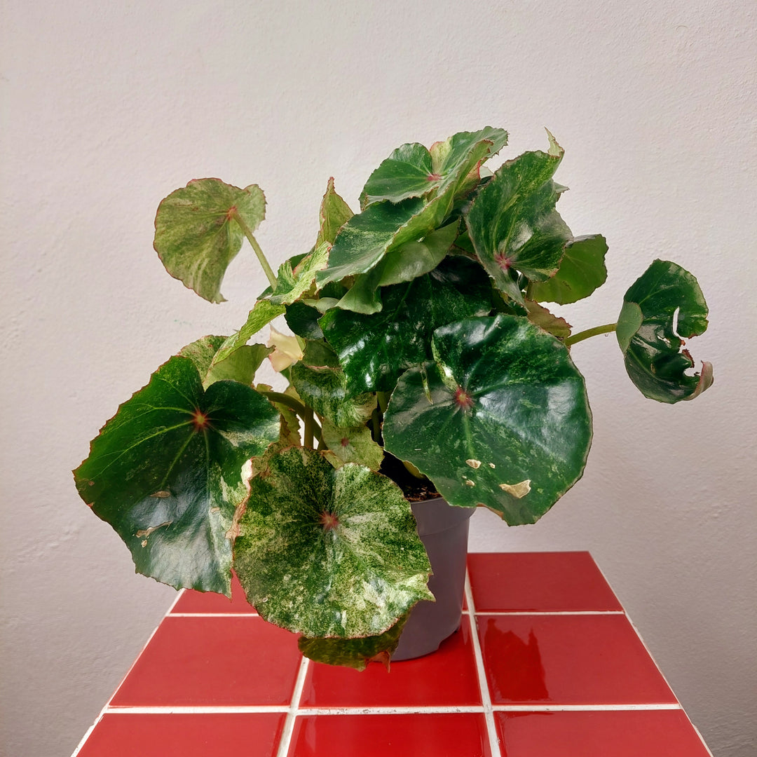 Begonia 'Rouge Variegated'