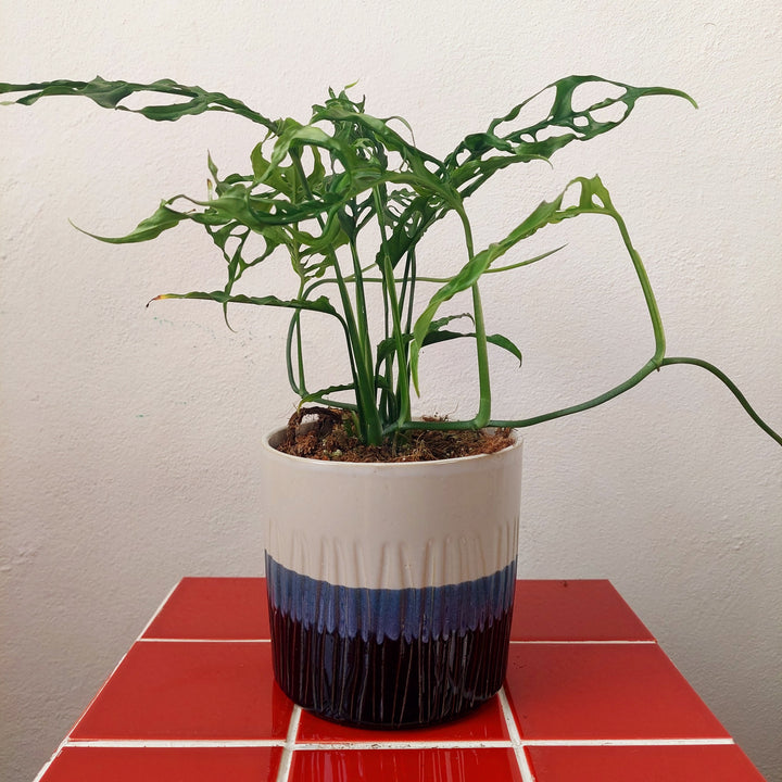 White and Blue Glaze Ceramic Plant Pot 12cm