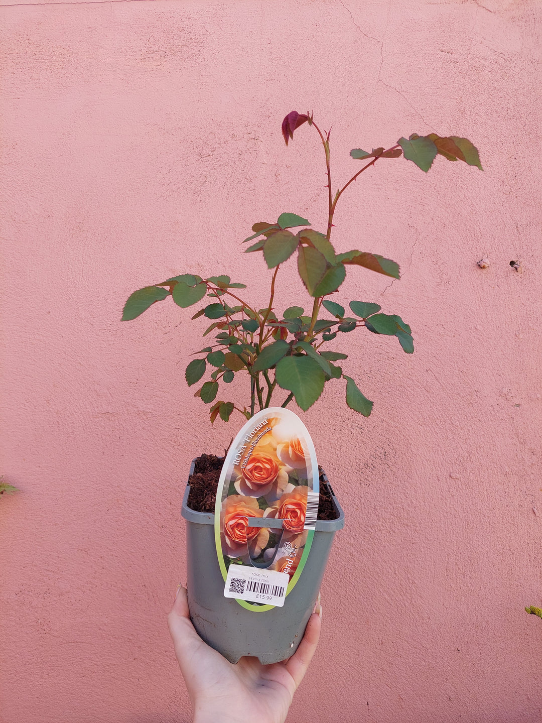 Rose Mix