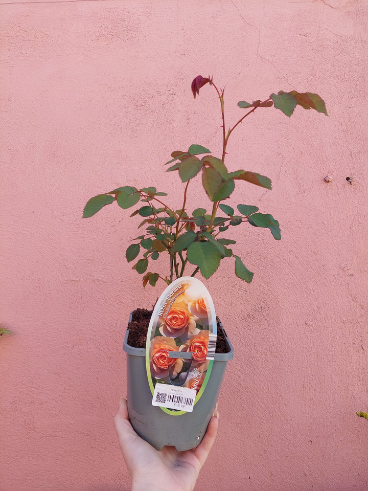 Rose Mix