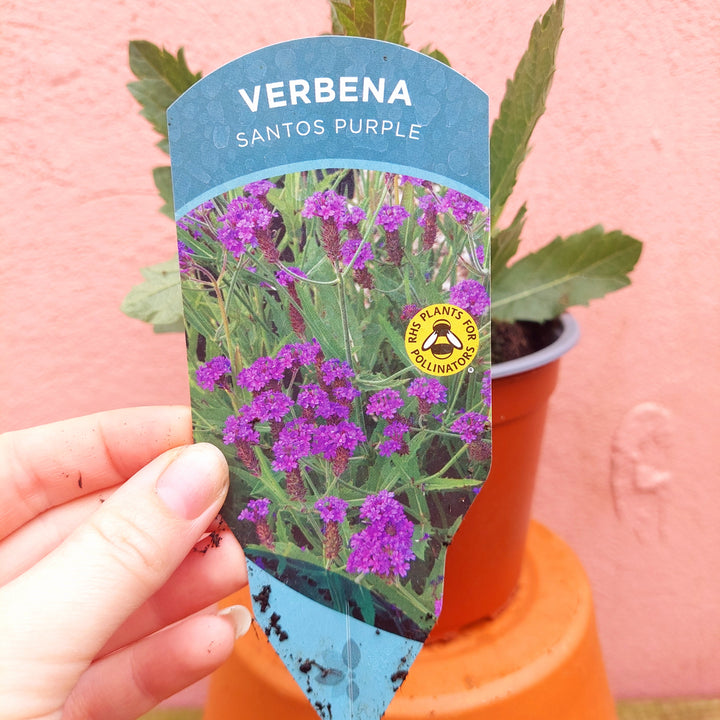 Verbena ‘Santos’ – Trailing Verbena (UK Grown)