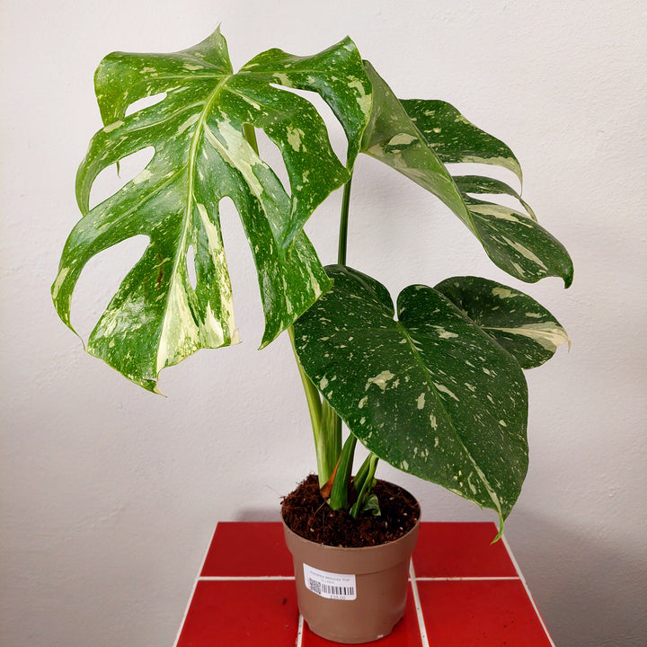 Monstera deliciosa ‘Thai Constellation’