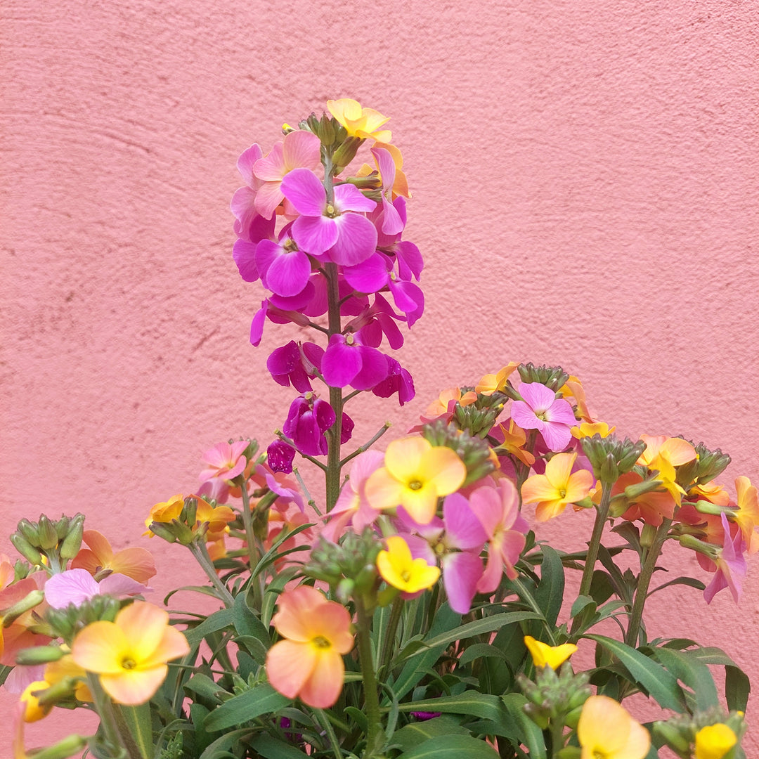 Erysimum Leya Orange Glow - Wallflower