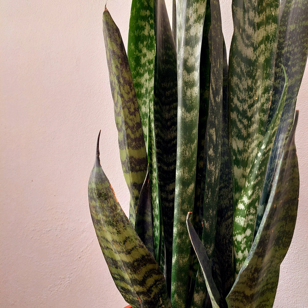 Sansevieria zeylanica -Snake Plant