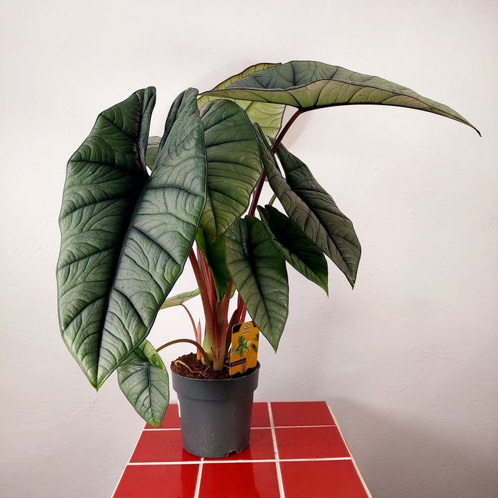 Alocasia Platinum
