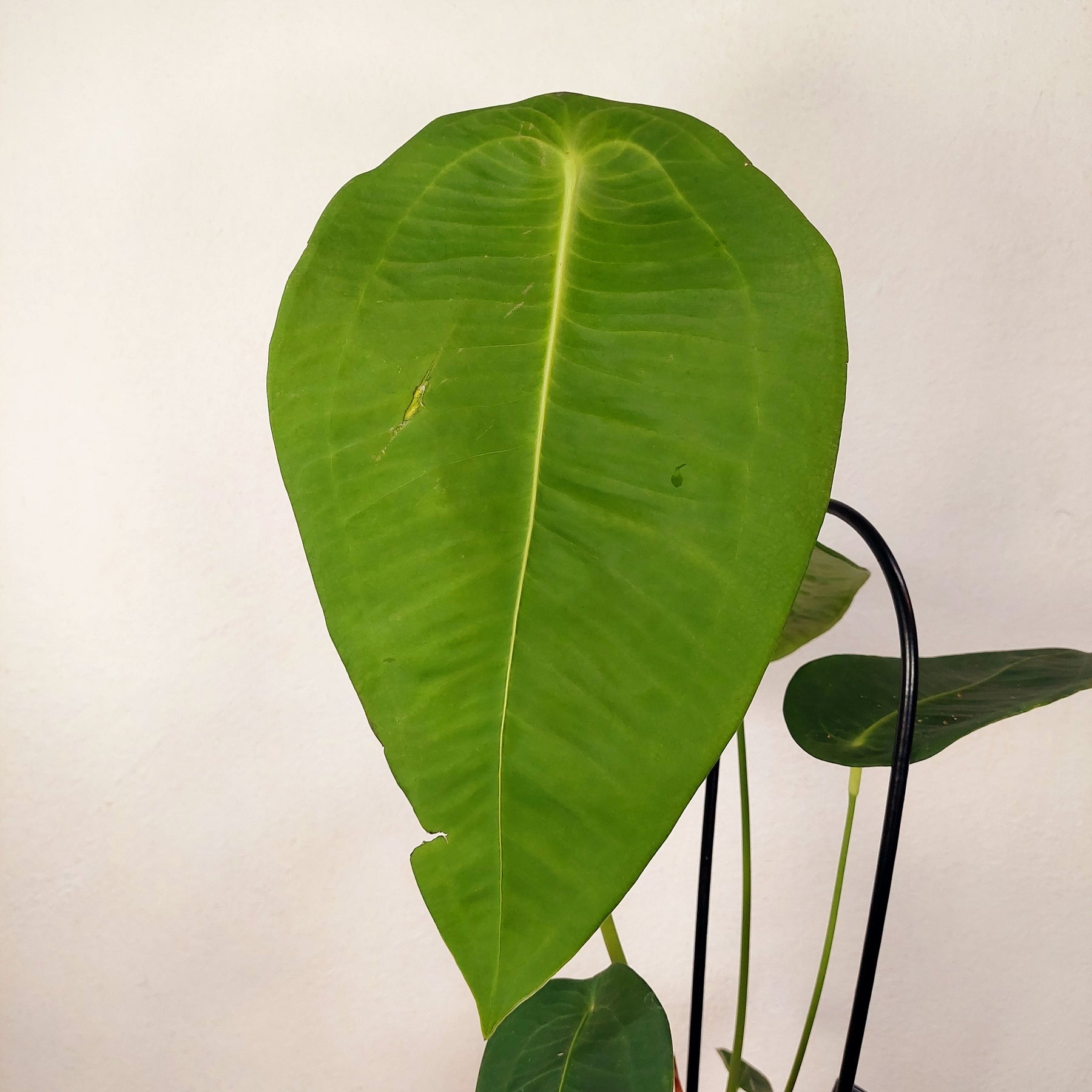 anthurium prodactyl Anthurium Peltigerum