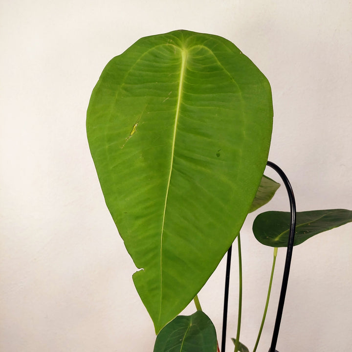 Anthirium Peltigerum - Turtle Shield Anthirium