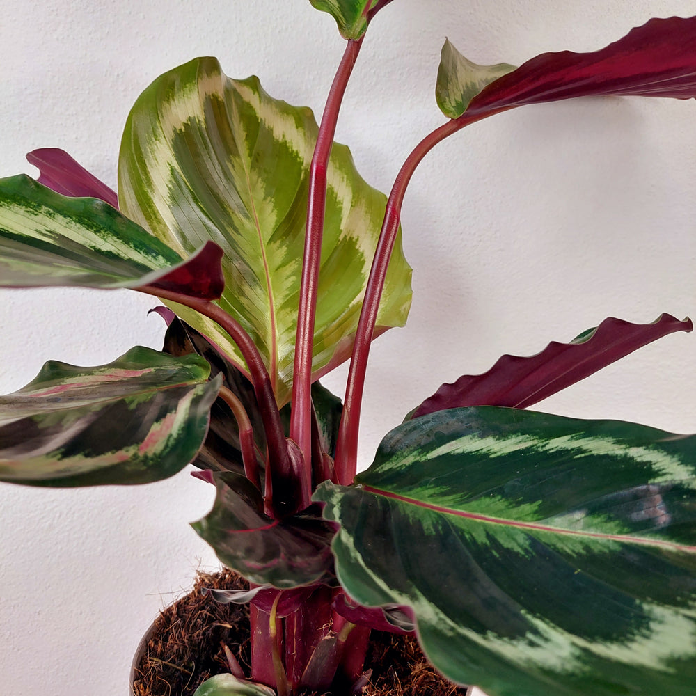 medallion prayer plant Calathea 'Medallion' – Prayer Plant | Decorative Indoor Houseplant