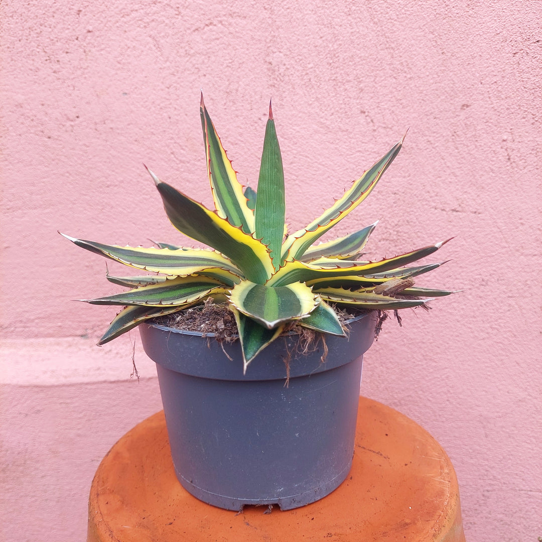 Agave Lophanta `quadricolour`