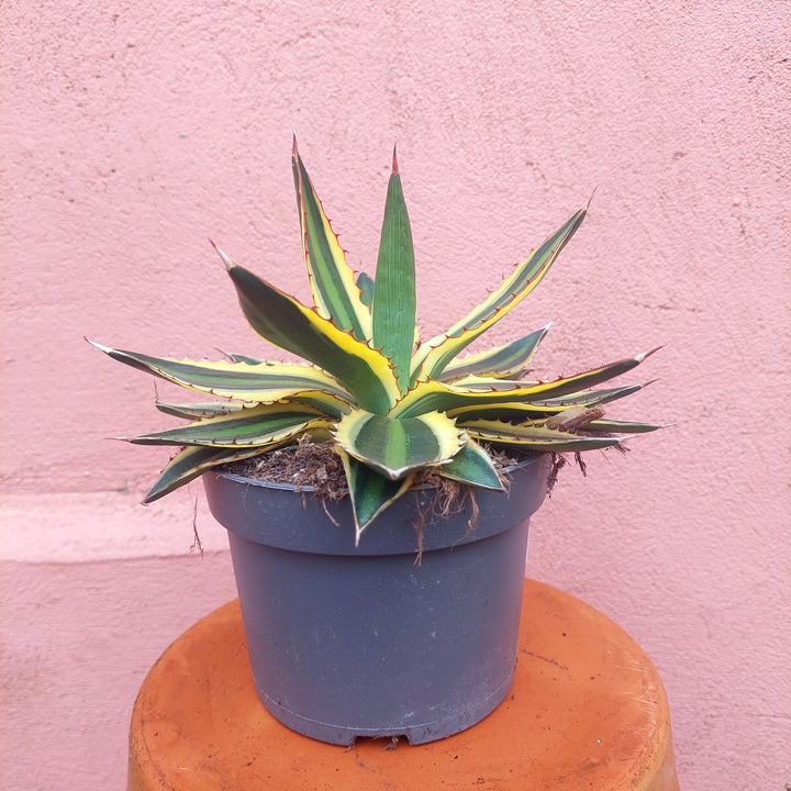 Agave Lophanta `quadricolour`