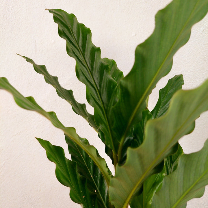 Calathea rufibarba - Furry Feather Calathea
