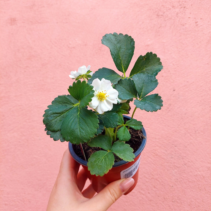 Strawberry Plant- Lucky Dip Uk Grown