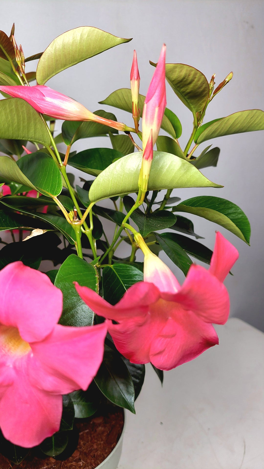 Mandevilla - Chilean Jasmine -