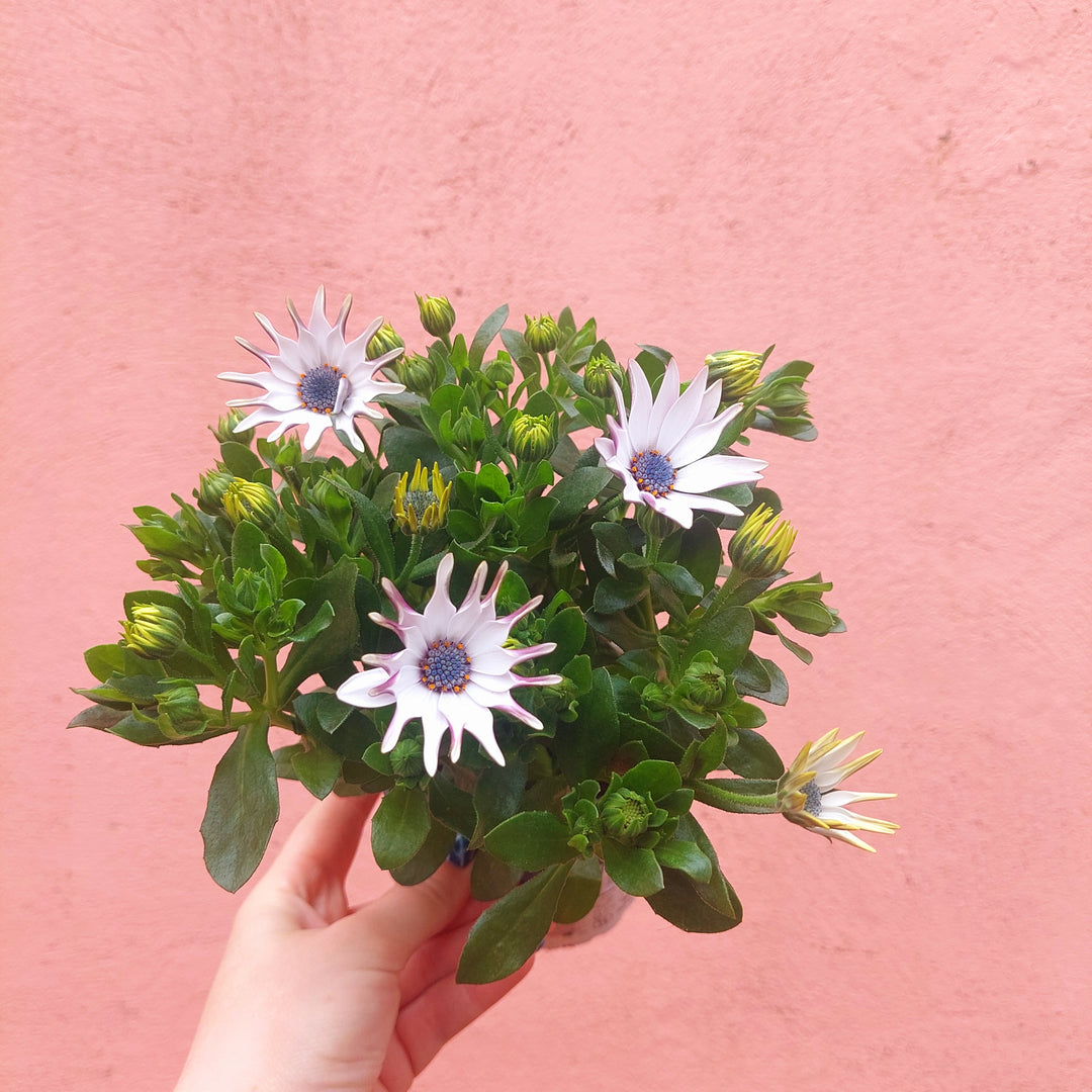 Osteospermum ‘White Spoon’ -African Daisy ‘White Spoon’