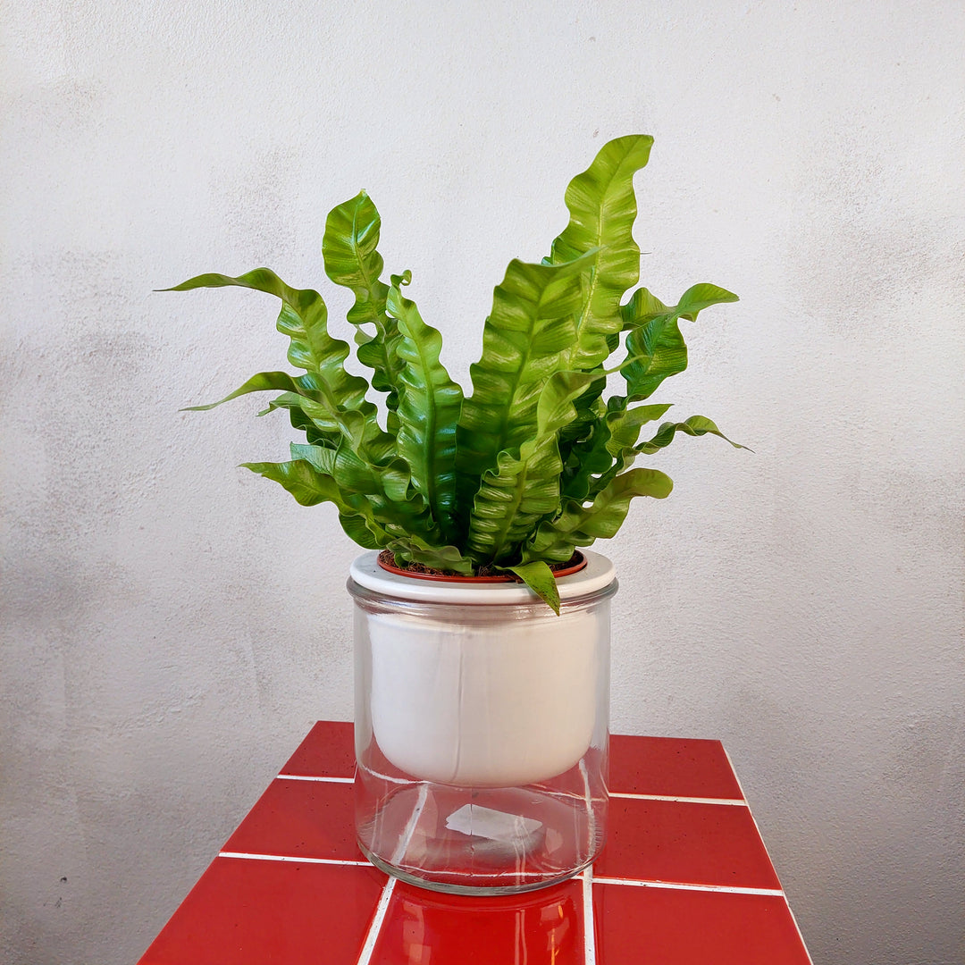 Glass Malga Pot+glass