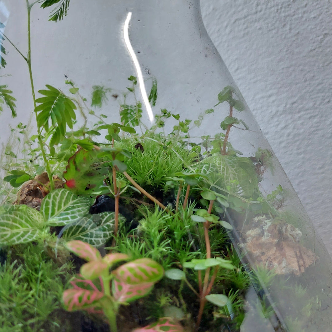 Plant.Studio 'Jeremy' Terrarium