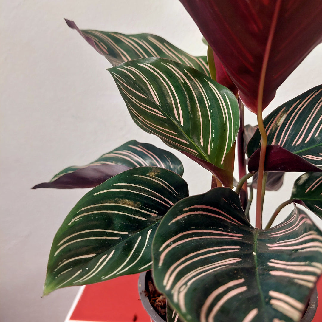 Calathea ornata ‘Sanderiana’ - Pinstripe Plant