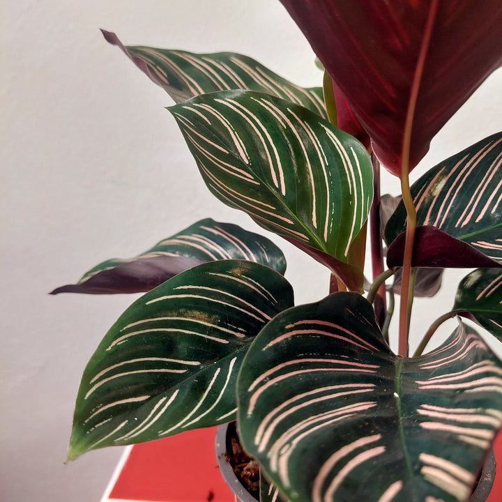 Calathea ornata ‘Sanderiana’ - Pinstripe Plant