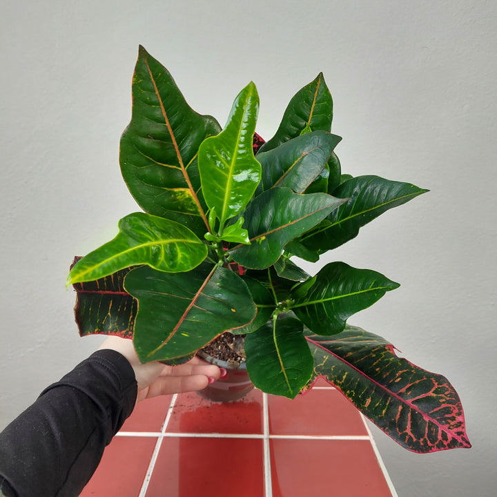 Codiaeum ‘Excellent’ – Croton