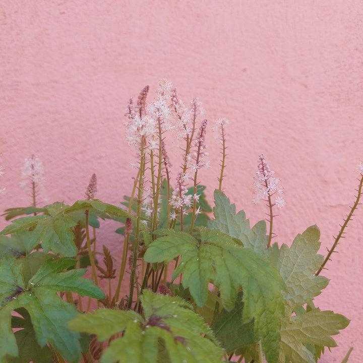 Tiarella cordifolia – Foamflower