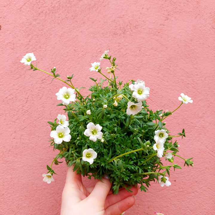 Saxifraga Lucky Dip - UK Grown