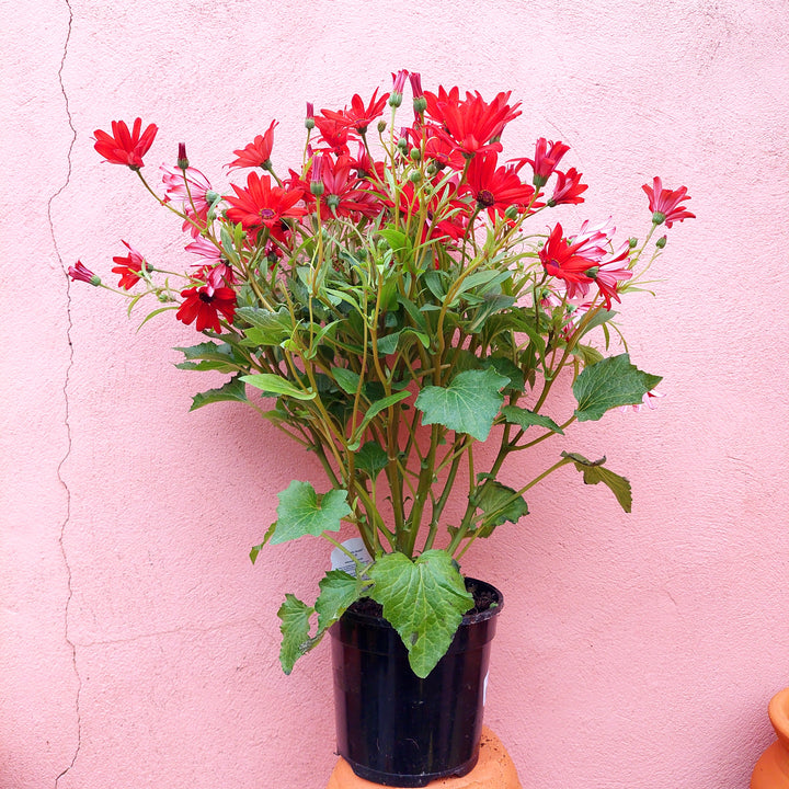 Cineraria Senetti Uk Grown