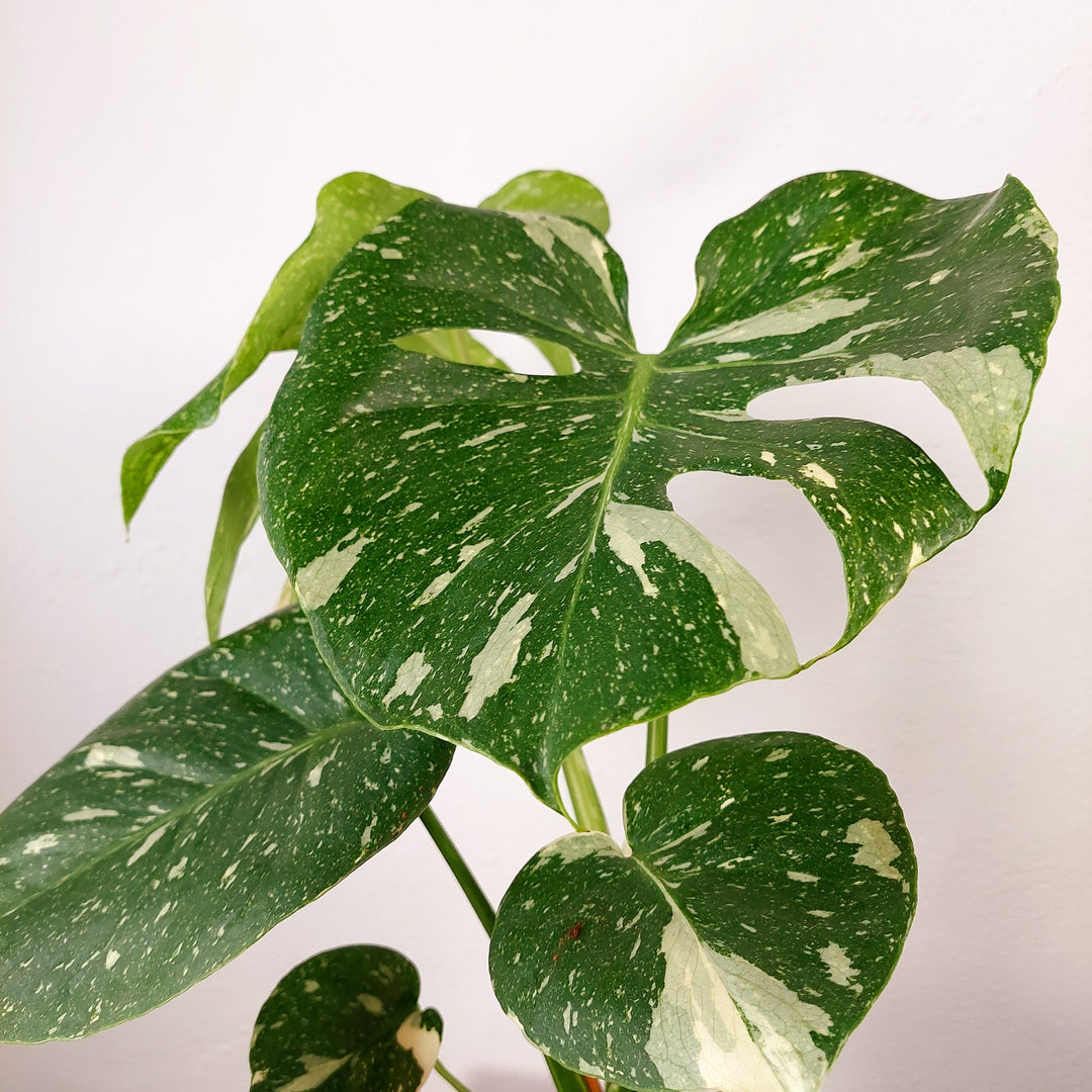 Monstera deliciosa ‘Thai Constellation’