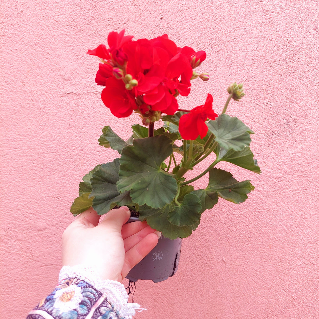 Pelargonium zonale lucky dip – Zonal Geranium