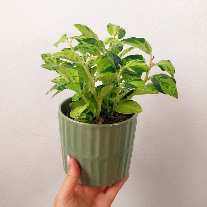Green Embossed Glazed Pot