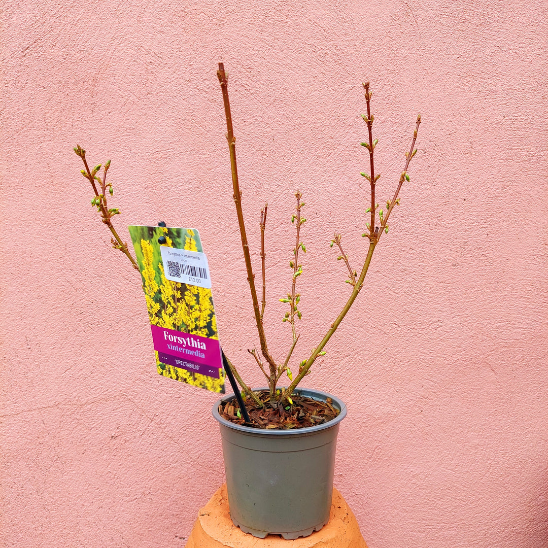 Forsythia × intermedia ‘Spectabilis’