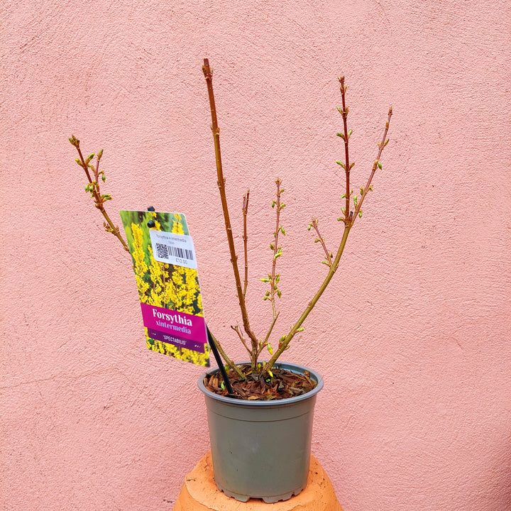 Forsythia × intermedia ‘Spectabilis’