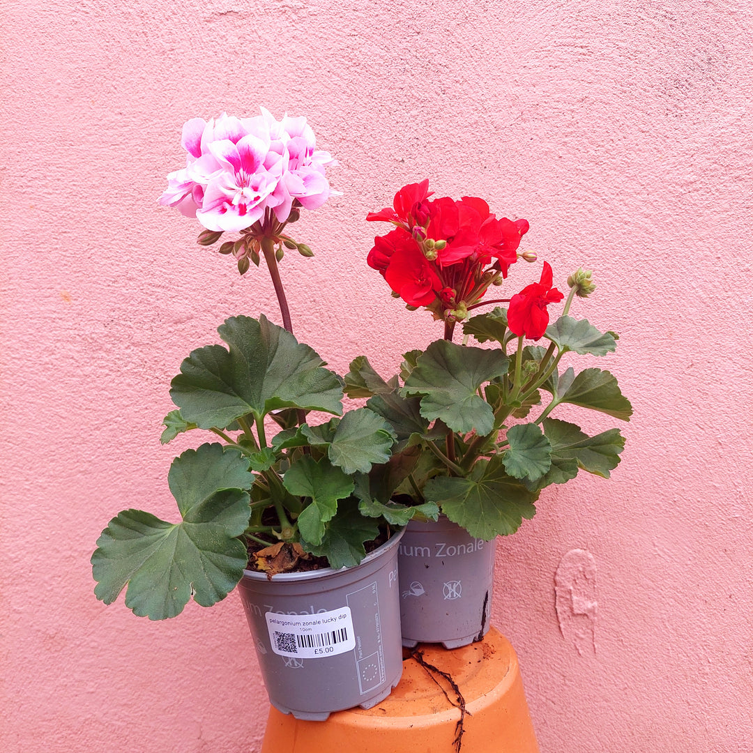Pelargonium zonale lucky dip – Zonal Geranium