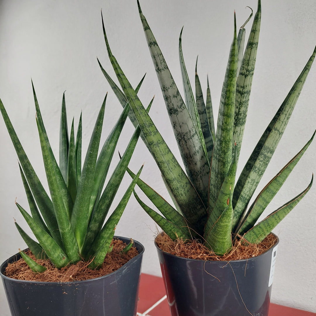 Sansevieria Luxury Mix Lucky Dip