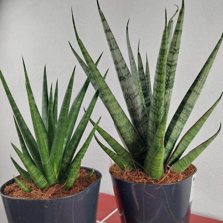 Sansevieria Luxury Mix Lucky Dip