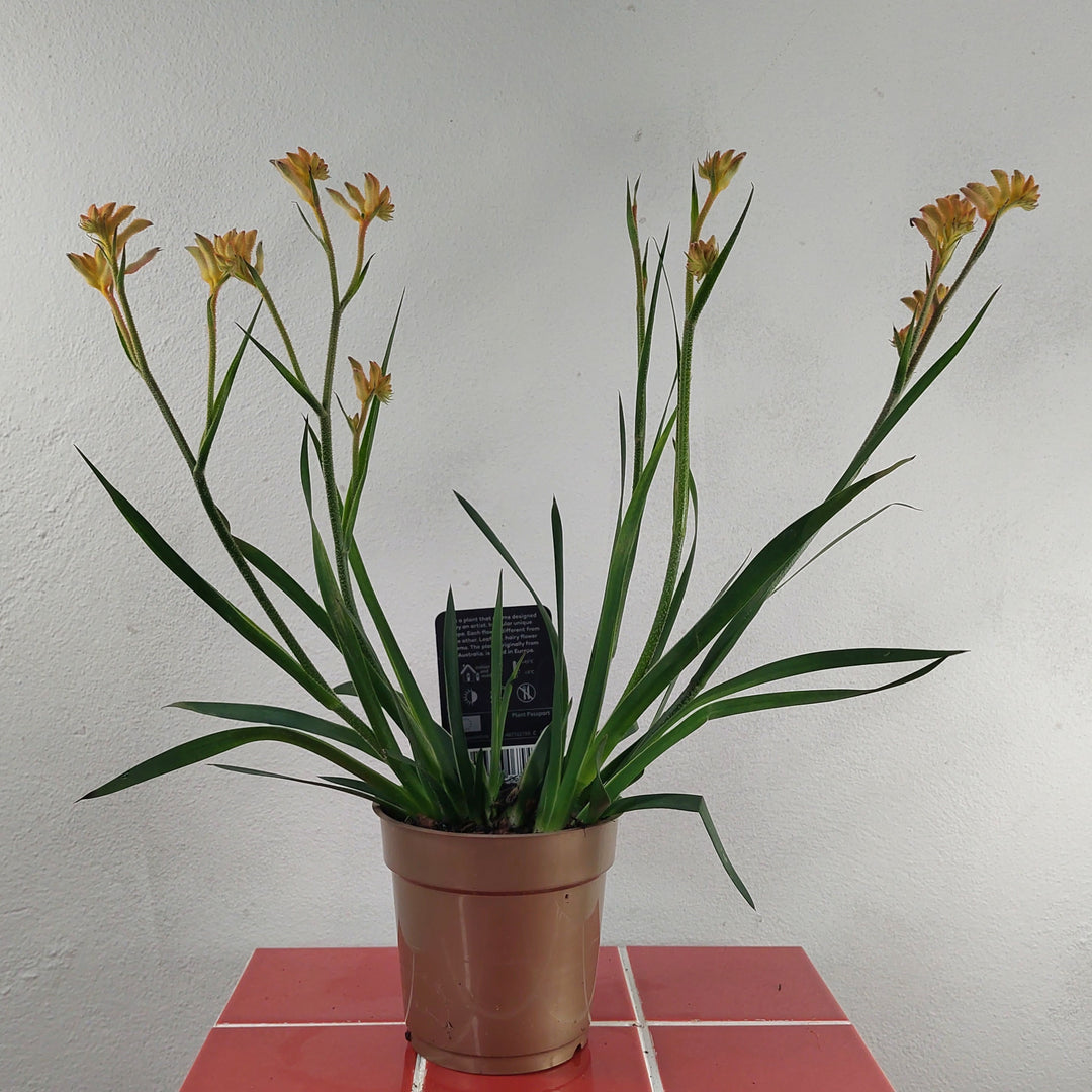 Anigozanthos - Kangaroo Paw