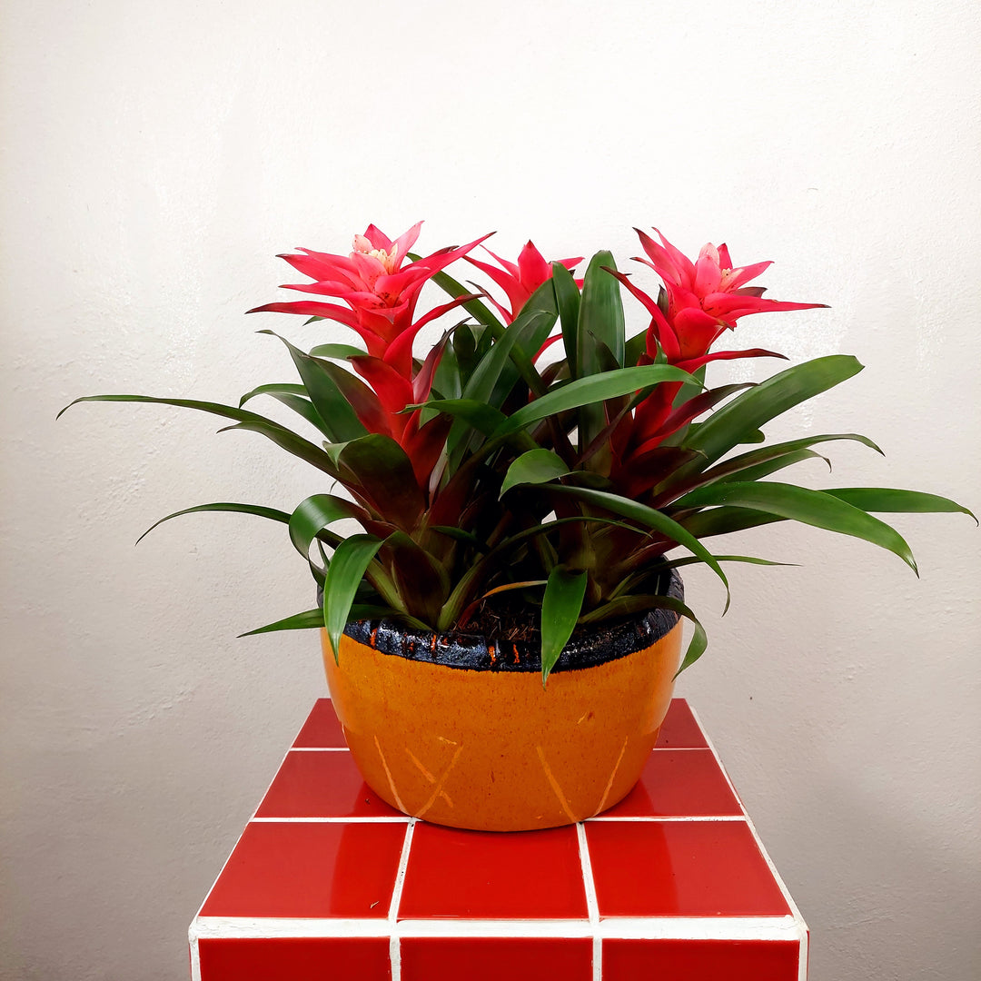 Olivia Bowl – D24 × H11 cm