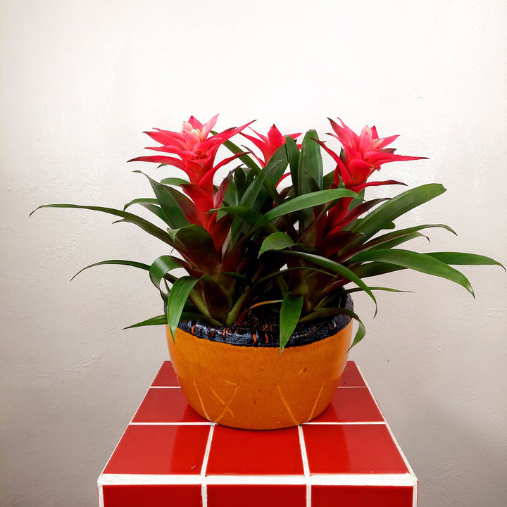 Olivia Bowl – D24 × H11 cm