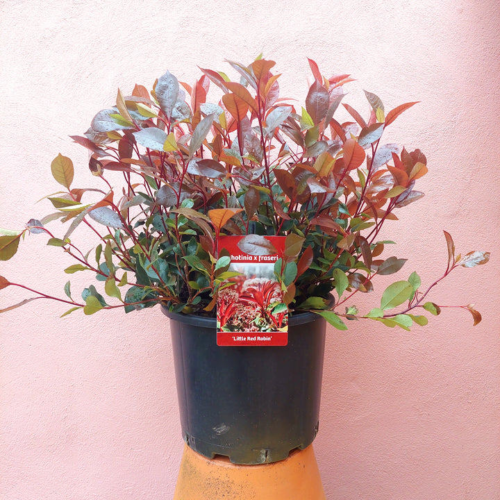 Photinia × fraseri ‘Red Robin’ – Evergreen Shrub