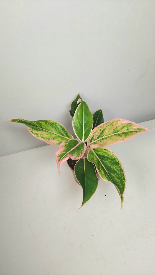 Aglaonema Specail