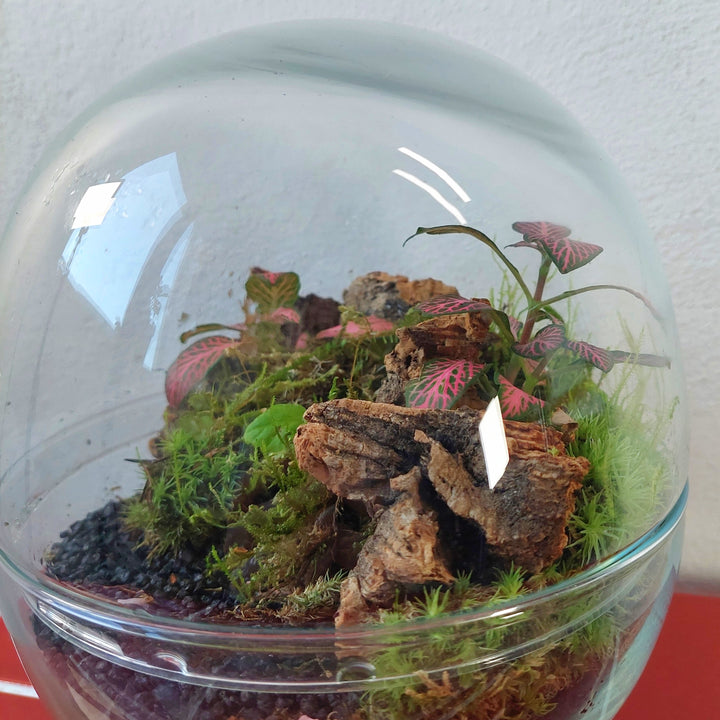 Plant.Studio Terrarium 'Bio-dome'