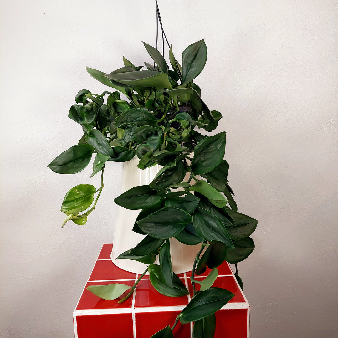 Scindapsus 'treubii' Moonlight