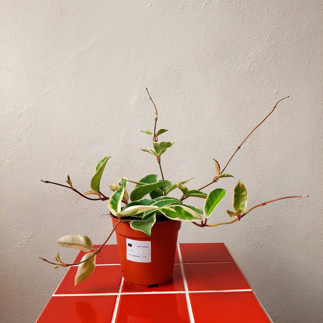 Hoya carnosa ‘Krimson Queen’ - (Crimson Queen Wax Plant)