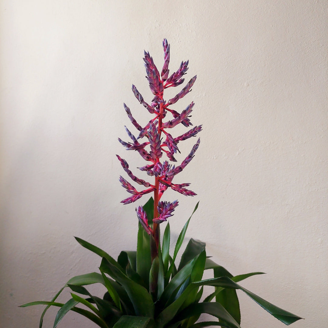 Aechmea Blue Rain