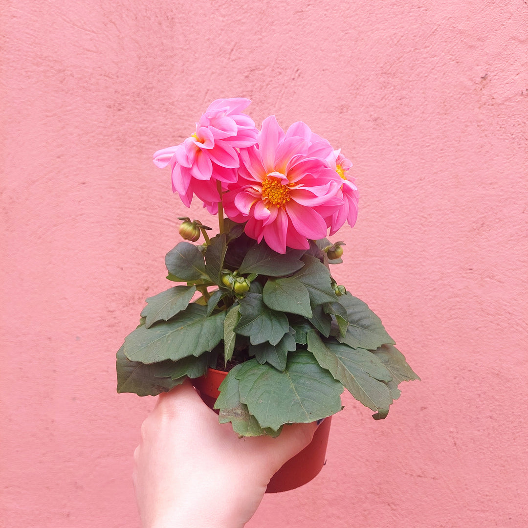 Dahlia Lucky Dip