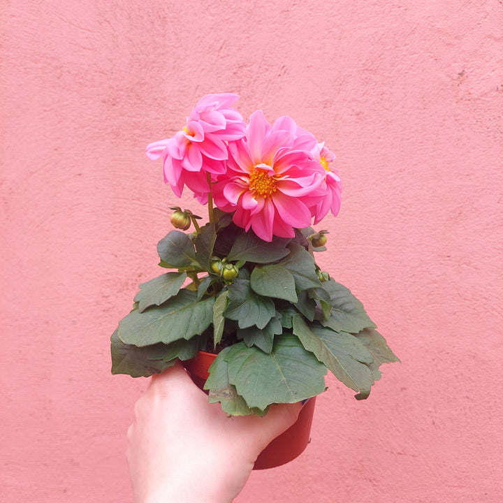 Dahlia Lucky Dip